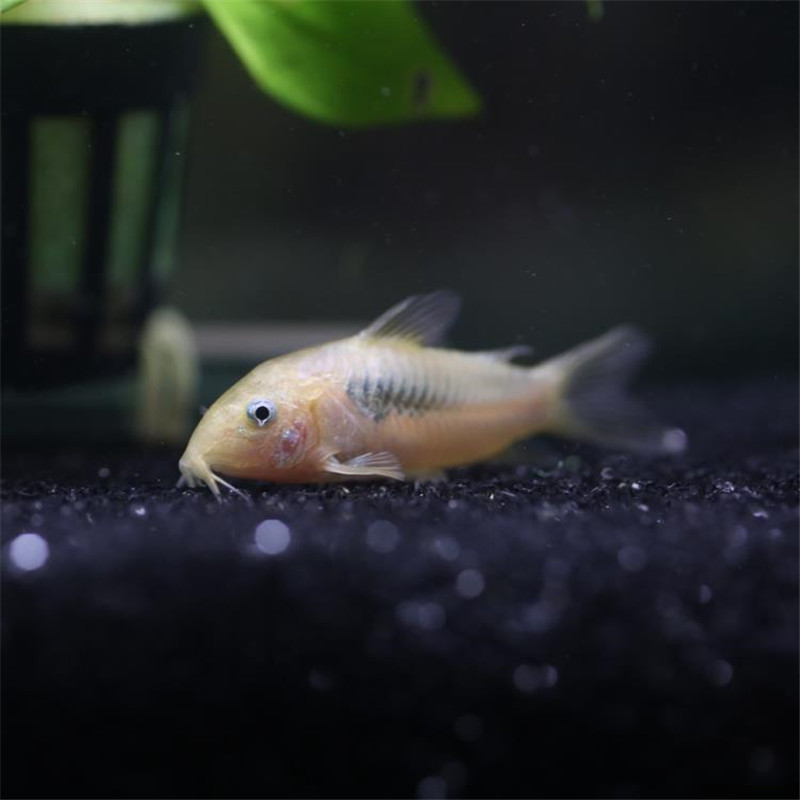Live Bronze Aquarium Bottom-Dwelling Fish, Tropical Ornamental Fish, Pet Fish, Shanghai Tropical Fish Wholesale