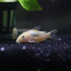 Live Bronze Aquarium Bottom-Dwelling Fish, Tropical Ornamental Fish, Pet Fish, Shanghai Tropical Fish Wholesale