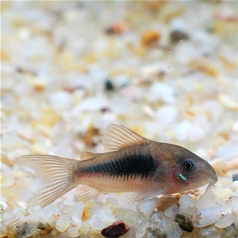 Live Bronze Aquarium Bottom-Dwelling Fish, Tropical Ornamental Fish, Pet Fish, Shanghai Tropical Fish Wholesale