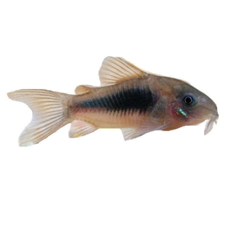 Live Bronze Aquarium Bottom-Dwelling Fish, Tropical Ornamental Fish, Pet Fish, Shanghai Tropical Fish Wholesale