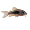 Live Bronze Aquarium Bottom-Dwelling Fish, Tropical Ornamental Fish, Pet Fish, Shanghai Tropical Fish Wholesale