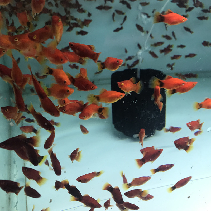 Mickey Fish Live Tropical Ornamental Fish, Live-Bearing, Directly Produce Fry, Aquarium Wholesale of Small and Medium-Sized Fish Fry
