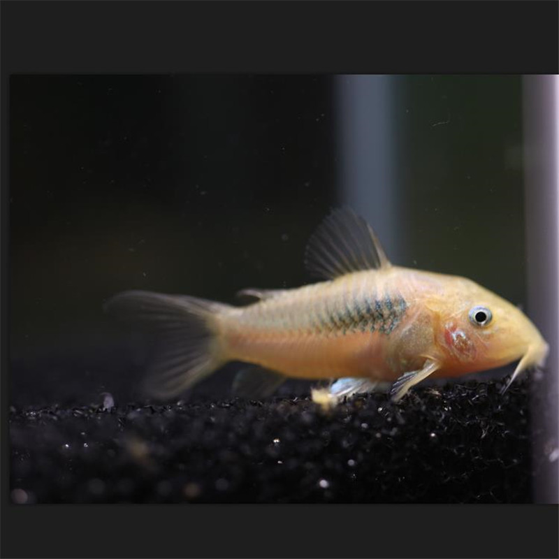 Live Bronze Aquarium Bottom-Dwelling Fish, Tropical Ornamental Fish, Pet Fish, Shanghai Tropical Fish Wholesale