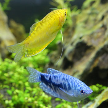 Blue Manlongfish Live with Huang Manlong Silk and Easy-To-Live Tropical Fish Ornamental Fish Shanghai Fishing Field Wholesale Group Outing Fish