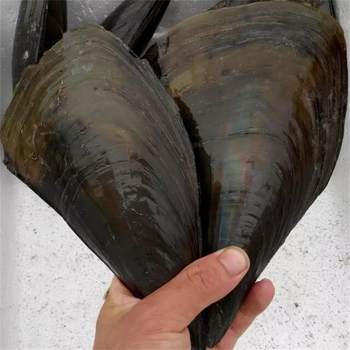 Seafood, Fresh Fresh Scallops, Fresh Scallops, Green Scallops, Sea-Caught Scallops, Aquatic Products, Wholesale Seafood and Shellfish, Special Price