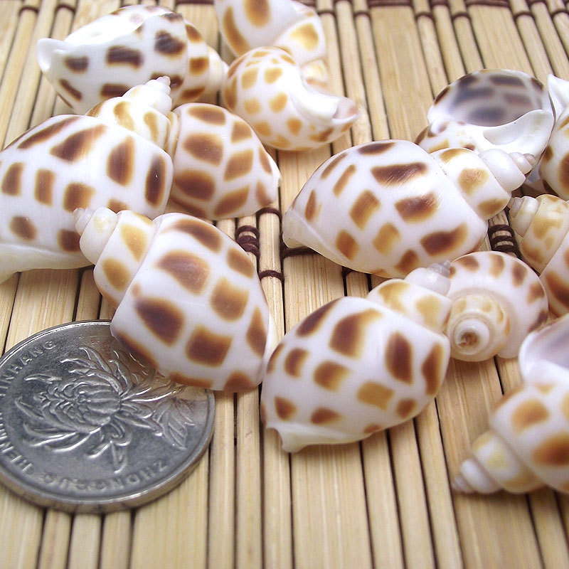 ตกแต่งบ้านธรรมชาติ conch SHELL Hermit Crab เปลี่ยน SHELL,ถัง...