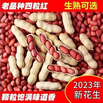 2024 Fresh Red Peanut with Shell Raw Four Red Peanuts Farm Self-grown Sun-dried Fried Original Peanut Kernel