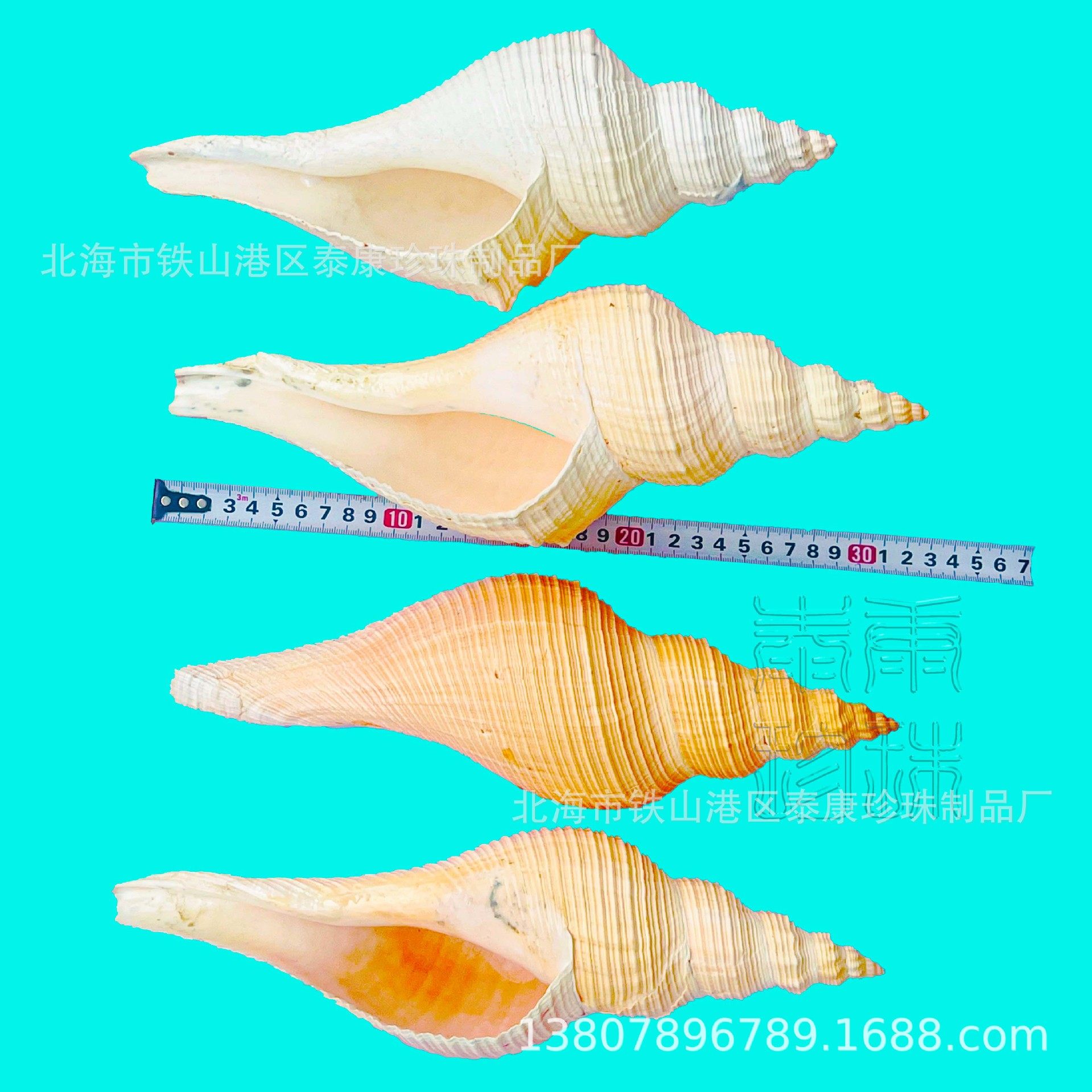 Conch Shell Long Fragrant Snail Loud Snail Shell Decoration Collection Gift Method Utensils Horn Snail Ornaments Starfish Coral