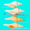Conch Shell Long Fragrant Snail Loud Snail Shell Decoration Collection Gift Method Utensils Horn Snail Ornaments Starfish Coral