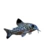 Jasmine rat fish live three-line leopard Mouse Cleaning tool fish low habitat rat fish tropical ornamental fish fishing ground straight hair