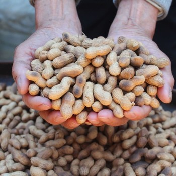 Roasted Peanuts with Shells, Original Red-Skinned Peanuts, Stir-Fried in Iron Pan, No Salt, Snacks, Wine, Tea, Firewood