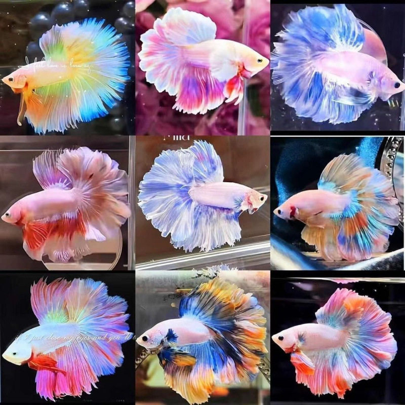Thai Betta Live Fish Fairy Style Wedding Dress Fish Half Moon Pure White Betta Goldfish Pet Tropical Fish Small Fish Ornamental Fish