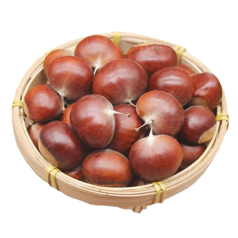 Fresh Chestnuts from the Farm, Freshly Picked Raw Hairy Chestnuts, Oil Chestnuts, Non-Mianxi Chestnuts