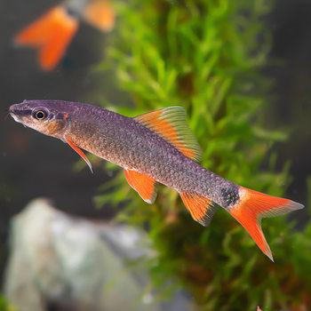 Rainbow Shark Live Tropical Ornamental Fish Black-Tailed Shark Ornamental Fish Shanghai Fishery Direct Sales Wholesale Guaranteed Live and Free Shipping