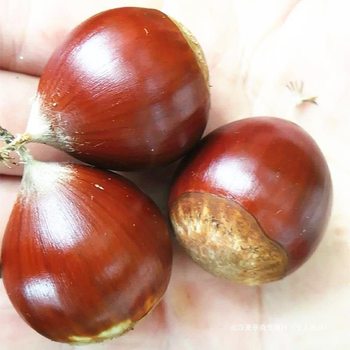 2023 Fresh Castanea henryi raw chestnuts Fujian Jianou alpine oil chestnut sweet chestnut round chestnut cone