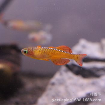 Orange Swallow Fish Tropical Ornamental Fish Living Group Small Fish Grass Tank Fish Mixed Tropical Fish Fishing Farm Direct Sales