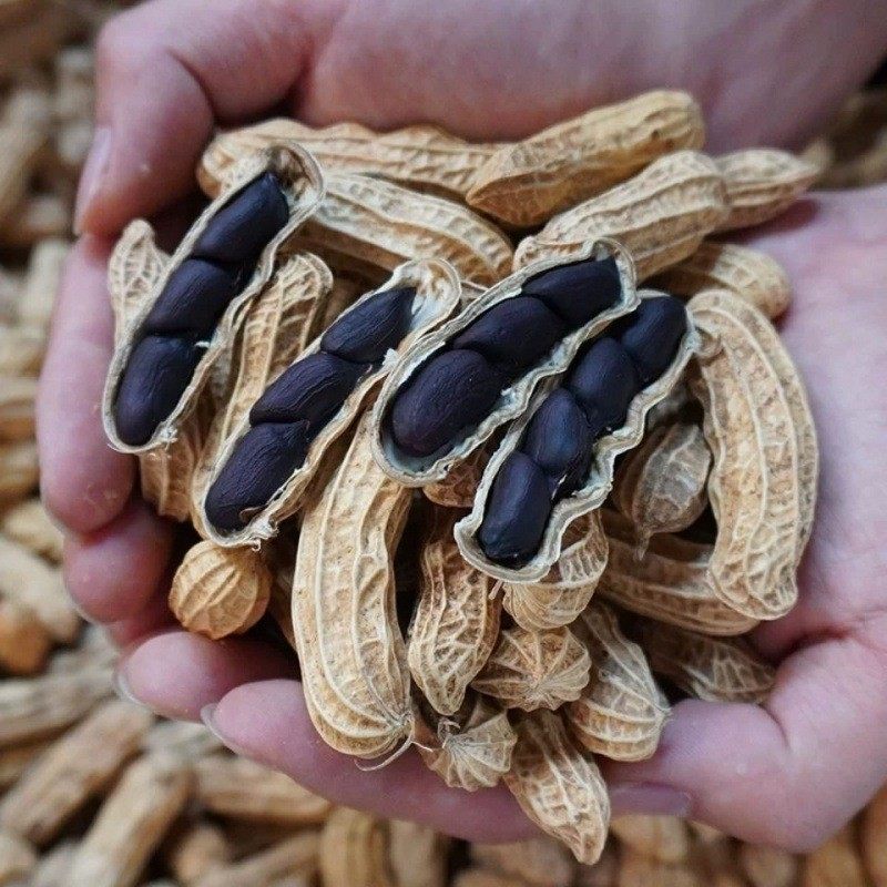 Yunnan Black Peanuts with Shells Are Grown by Farmers and Sun-Dried by Manufacturers. Sweet Purple-Skinned Selenium-Rich Black-Skinned Peanuts Are Shipped by Manufacturers