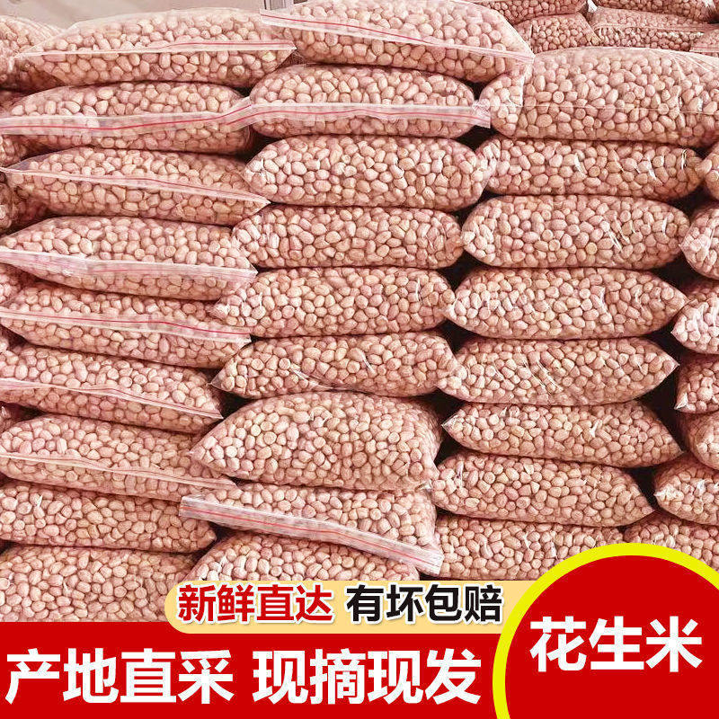 Peanut wholesale season new goods 5kg shell-less peanut seeds selected large particles farm self-growing direct sales