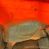 Old Freshwater Turtles over 5 Years Old, Raised in High-Quality Reservoirs, Direct Delivery from the Base, Fresh and Live