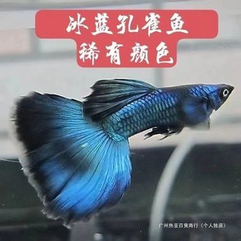 Small Large-Tailed Breeding Pregnant Purebred Ornamental Fish about to Give Birth Female Fish Fish Viviparous Guppy Tropical Fish Ice Blue