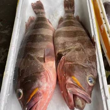Fresh Frozen Grouper Deep Sea Grouper Frozen Extra Large Tiger Grouper Red Mouth Grouper Pearl Grouper Commercial Sf Free Shipping