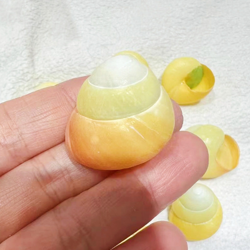 Factory direct supply of green and yellow apple snail shell conch hermit crab replacement shell aquarium fish decorative specimen shell