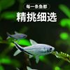 Black-Tailed Goby Wholesale Small Tropical Fish Ornamental Fish Live Black-Tailed Fin Grass Tank Shanghai Fishery Aquarium