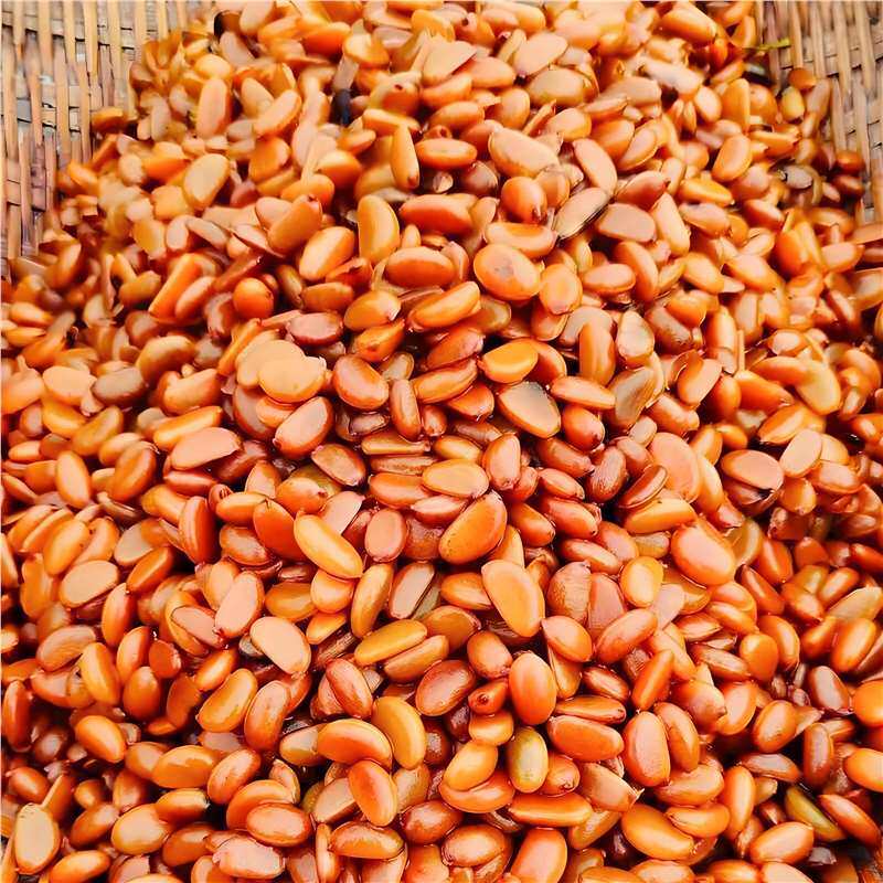 Freshly Harvested Golden Bullet Seeds, Rare Bonsai Tree Seeds, Black Persimmon, Gourd Fruit, Chicken Blood Red, Old Crow Persimmon, Ginseng Fruit