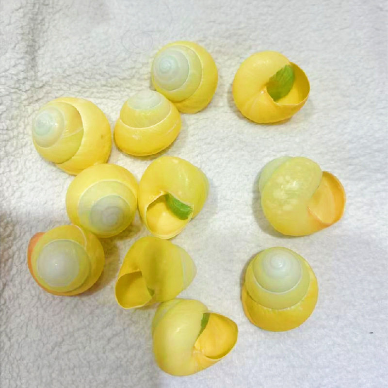 Factory direct supply of green and yellow apple snail shell conch hermit crab replacement shell aquarium fish decorative specimen shell