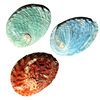Natural Colorful Abalone Shells, Conch Shells, Home Accessories, Fish Tank Aquascape Handmade DIY Props