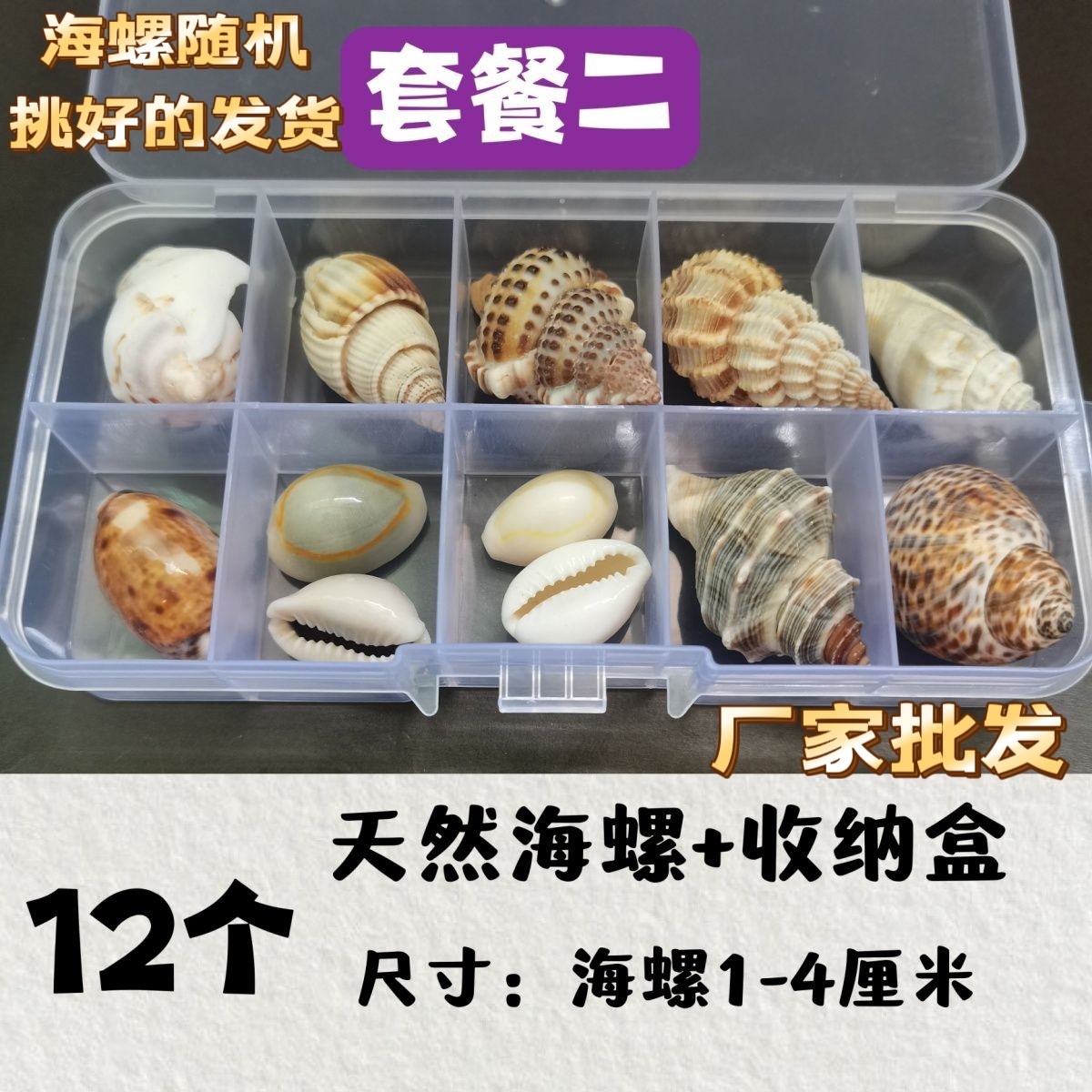 Natural Shell Conch Popular Science Material Specimen Snail Storage Set Gift Box Kindergarten Marine Life Collection