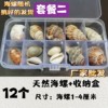 Natural Shell Conch Popular Science Material Specimen Snail Storage Set Gift Box Kindergarten Marine Life Collection