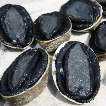 New Zealand Extra-Large Black Gold Abalone Frozen Abalone Fresh Raw Frozen Aquatic Japanese Sashimi One Abalone Australian Abalone