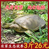 Fresh and Plump Wild-Raised Large Water Turtles, Cheap Turtle Eggs, Chinese Soft-Shell Turtles, Small Turtles, Wholesale Party Snacks