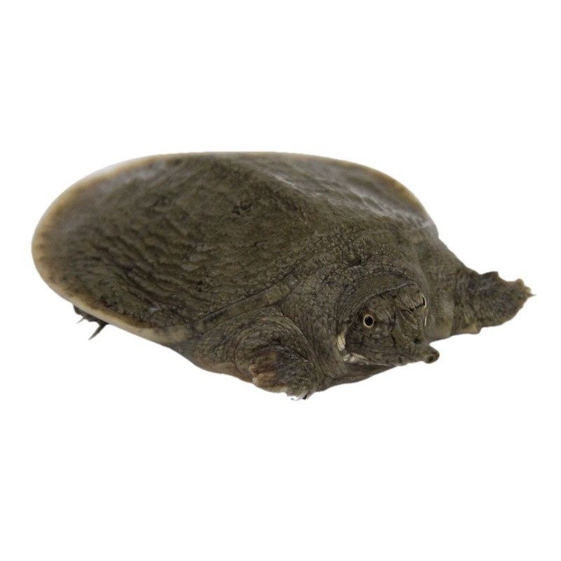 Live Young Turtles for Outdoor Pond Farming, Turtle Eggs, Water Turtles, Turtle Eggs, Chinese Turtle Eggs, Live Farming, Direct Delivery from the Farm