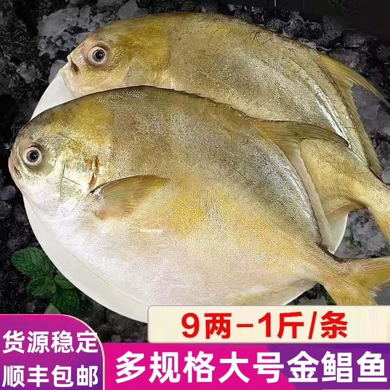 Large Deep-Sea Golden Pomfret Fresh Frozen Silver Pomfret White Pomfret Ice Fresh Aquatic Products Wholesale Sf Cold Chain Free Shipping