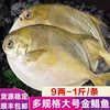 Large Deep-Sea Golden Pomfret Fresh Frozen Silver Pomfret White Pomfret Ice Fresh Aquatic Products Wholesale Sf Cold Chain Free Shipping