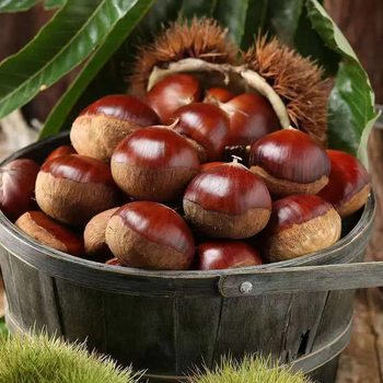 [Selected Large Fruits] Northeast Old Tree Large Chestnuts Raw Chestnuts Refrigerated for 7 Days, Slightly Sweet and Turns Sweet, Difficult to Peel