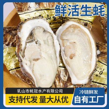 Authentic Rushan Oysters, Fresh and Wholesale by Kilogram, Live Fresh Sea Oysters, Fresh Aquatic Products, Freshly Caught and Shipped Wholesale