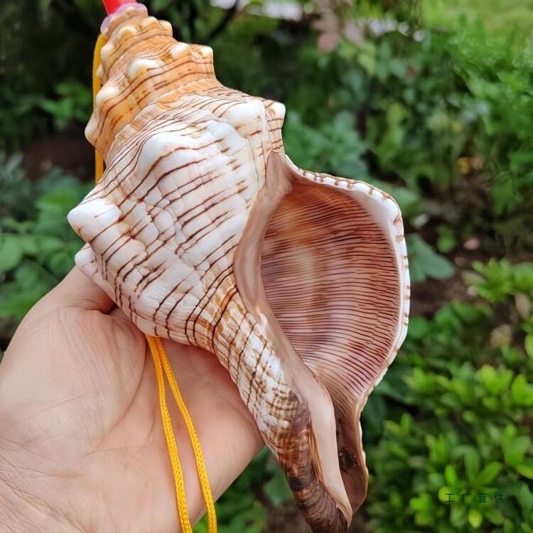 Extra Large Conch Whistle, Conch Horn, Natural Shell Craft Ornaments, Creative Travel Gifts, Kidsren's Toys, Trumpets