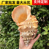 Natural Stone Snail Gold Mouth Frog Snail Shell Conch Horn Blow Shell Ornaments Crafts Fish Tank Landscape