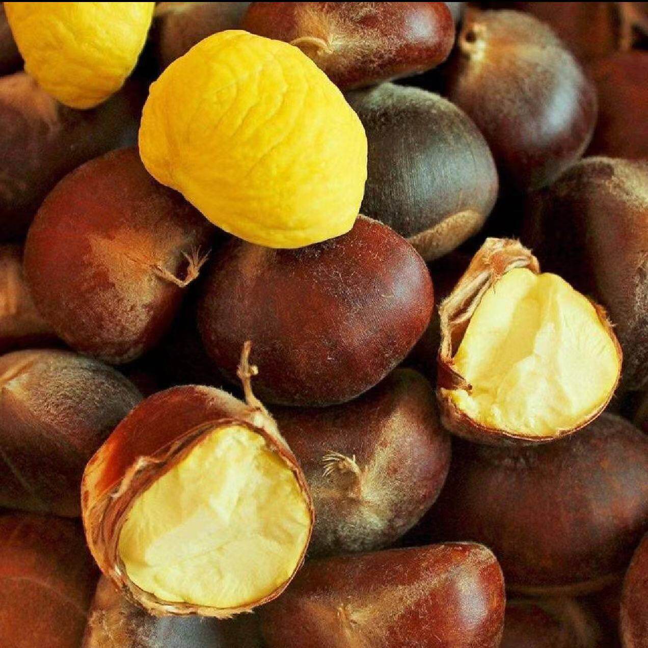 Fresh Raw Chestnuts from the Mountains of Guizhou and Yunnan, Large Hairy Chestnuts, Oil Chestnuts with Shells, Freshly Picked and Shipped, Free Shipping and Guaranteed Compensation