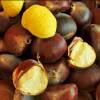 Fresh Raw Chestnuts from the Mountains of Guizhou and Yunnan, Large Hairy Chestnuts, Oil Chestnuts with Shells, Freshly Picked and Shipped, Free Shipping and Guaranteed Compensation