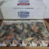 New Zealand Mussels, Half-Shelled Frozen, Imported, Full of Meat, Special for Catering and Hotel Western Food