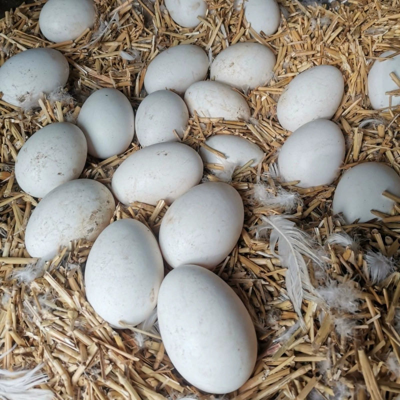 [Damage Guaranteed] Authentic Farm-Raised Free-Range Goose Eggs for Pregnant Women and Babies, Freshly Picked and Shipped