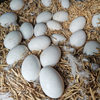 [Damage Guaranteed] Authentic Farm-Raised Free-Range Goose Eggs for Pregnant Women and Babies, Freshly Picked and Shipped