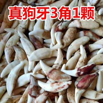 Real dog tooth jewelry spike pendant necklace primary color black dog tooth Xizang mastiff tooth wholesale stall goods scenic spot supply specimen