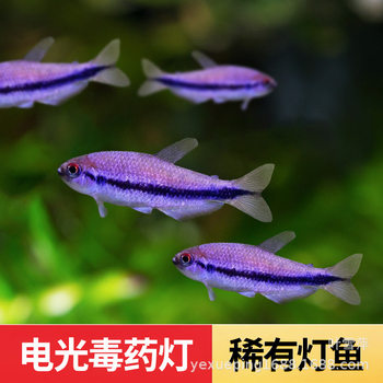 Electric Poison Super Poison Medicine Light Fish Small South American Rare High-End Fish Grass Tank Group Swimming Light Fish Live Fish