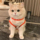 Летняя одежда для домашних кошек против выпадения волос cute ins golden gradient muppet cat Британский короткий летний дышащий жилет mini 1