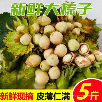 Fresh Northeastern Hazelnuts, Freshly Picked with Skin, Raw Kernels, Large Hazelnuts, 2025 Green Skin Fresh Nuts, Free Pliers
